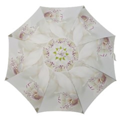 Orchids Flowers White Background Straight Umbrellas by Nexatart