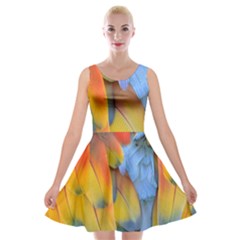 Spring Parrot Parrot Feathers Ara Velvet Skater Dress by Nexatart