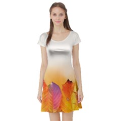 Autumn Leaves Colorful Fall Foliage Short Sleeve Skater Dress by Nexatart