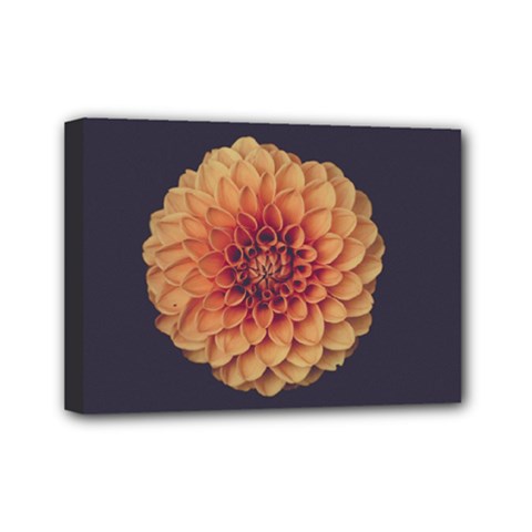 Art Beautiful Bloom Blossom Bright Mini Canvas 7  X 5  by Nexatart