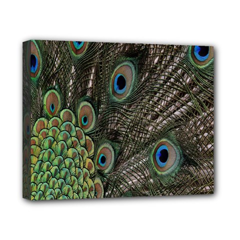 Close Up Of Peacock Feathers Canvas 10  X 8 