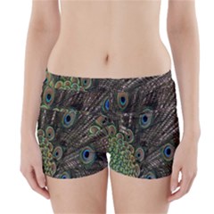 Close Up Of Peacock Feathers Boyleg Bikini Wrap Bottoms by Nexatart