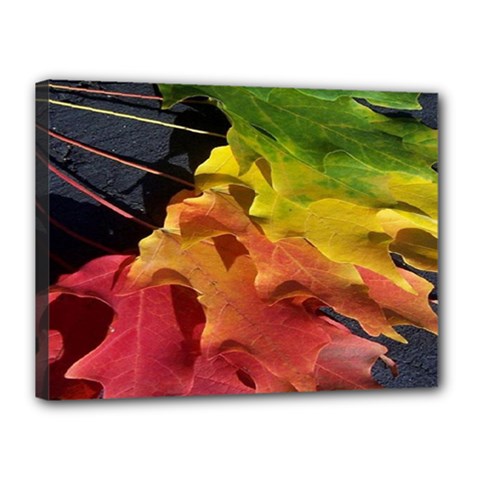 Green Yellow Red Maple Leaf Canvas 16  X 12  by BangZart