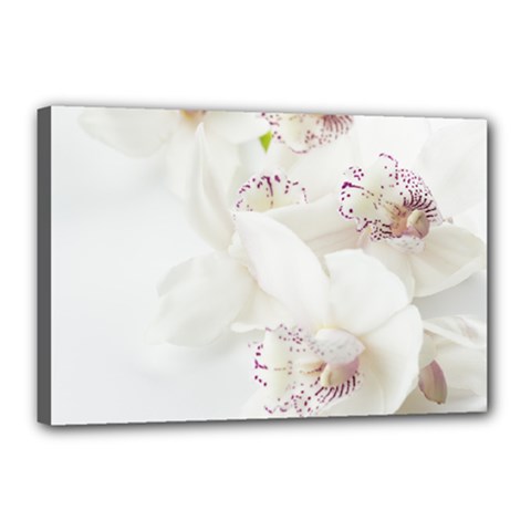 Orchids Flowers White Background Canvas 18  X 12  by BangZart