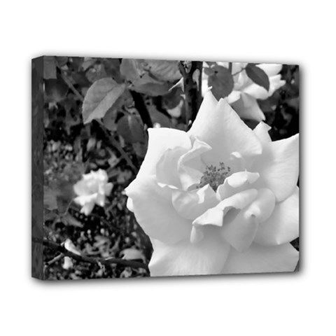 White Rose Black Back Ground Greenery ! Canvas 10  X 8  by CreatedByMeVictoriaB