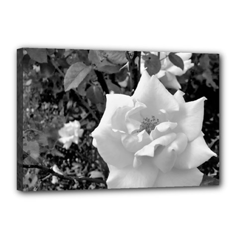 White Rose Black Back Ground Greenery ! Canvas 18  X 12  by CreatedByMeVictoriaB