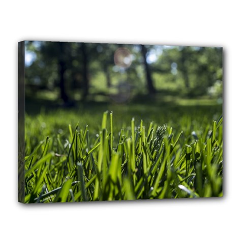 Green Grass Field Canvas 16  X 12  by paulaoliveiradesign