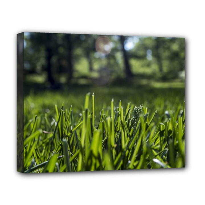 Green Grass Field Deluxe Canvas 20  x 16  