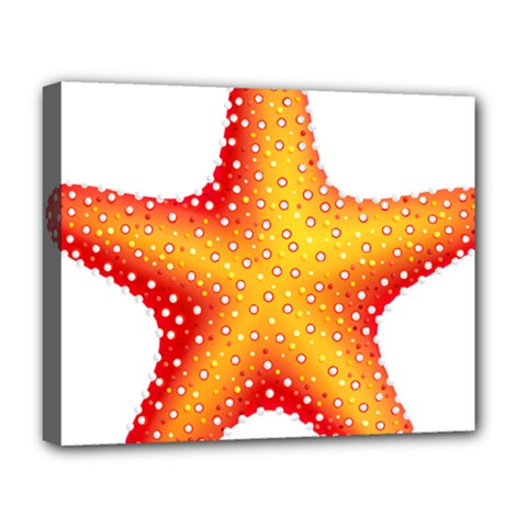 Starfish Deluxe Canvas 20  X 16   by BangZart