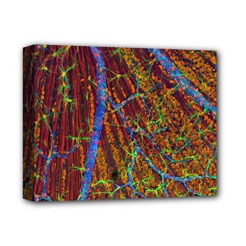 Neurobiology Deluxe Canvas 14  X 11  by BangZart