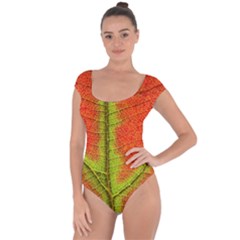 Nature Leaves Short Sleeve Leotard  by BangZart