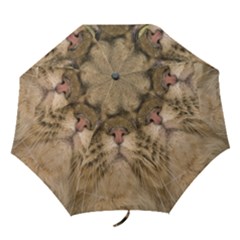 Cute Persian Catface In Closeup Folding Umbrellas by BangZart