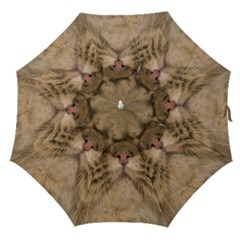 Cute Persian Catface In Closeup Straight Umbrellas by BangZart