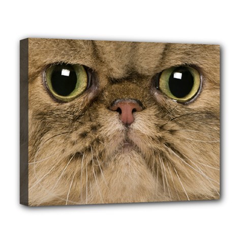 Cute Persian Catface In Closeup Deluxe Canvas 20  X 16   by BangZart