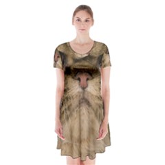 Cute Persian Catface In Closeup Short Sleeve V-neck Flare Dress by BangZart