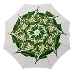 Bitter Branch Citrus Edible Floral Straight Umbrellas by Nexatart