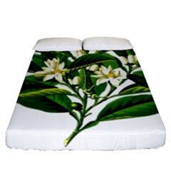 Bitter Branch Citrus Edible Floral Fitted Sheet (queen Size) by Nexatart