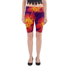 Royal Blue, Red, And Yellow Fractal Gerbera Daisy Yoga Cropped Leggings by jayaprime