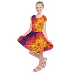 Royal Blue, Red, And Yellow Fractal Gerbera Daisy Kids  Short Sleeve Dress by jayaprime