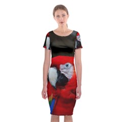 Scarlet Macaw Bird Classic Short Sleeve Midi Dress by BangZart