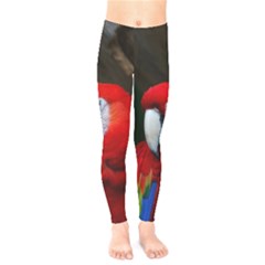 Scarlet Macaw Bird Kids  Legging