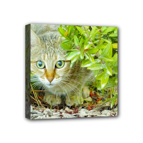 Hidden Domestic Cat With Alert Expression Mini Canvas 4  X 4  by dflcprints