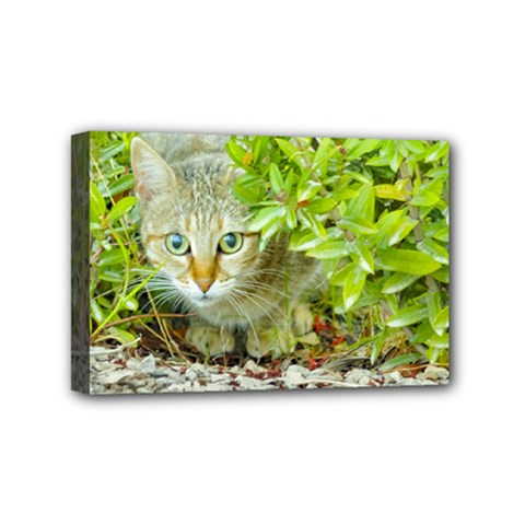 Hidden Domestic Cat With Alert Expression Mini Canvas 6  X 4  by dflcprints