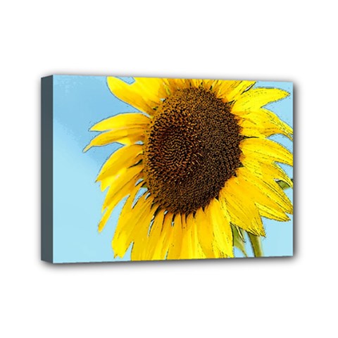 Sunflower Mini Canvas 7  X 5  by Valentinaart