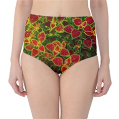 Flower Red Nature Garden Natural High-waist Bikini Bottoms by Nexatart