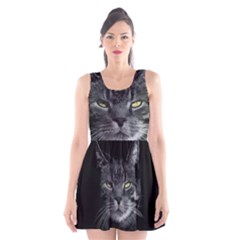 Domestic Cat Scoop Neck Skater Dress by Valentinaart