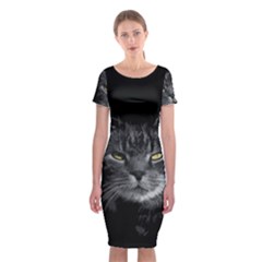 Domestic Cat Classic Short Sleeve Midi Dress by Valentinaart