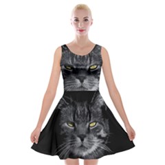 Domestic Cat Velvet Skater Dress by Valentinaart