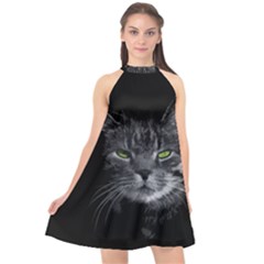 Domestic Cat Halter Neckline Chiffon Dress  by Valentinaart