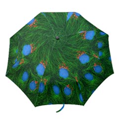 Fluorescence Microscopy Green Blue Folding Umbrellas