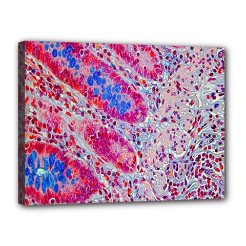 Histology Inc Histo Logistics Incorporated Alcian Blue Canvas 16  X 12  by Mariart