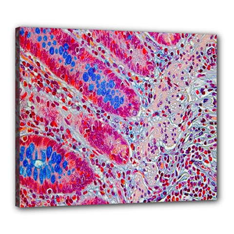 Histology Inc Histo Logistics Incorporated Alcian Blue Canvas 24  X 20  by Mariart