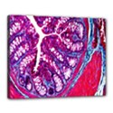 Histology Inc Histo Logistics Incorporated Masson s Trichrome Three Colour Staining Canvas 20  x 16  View1