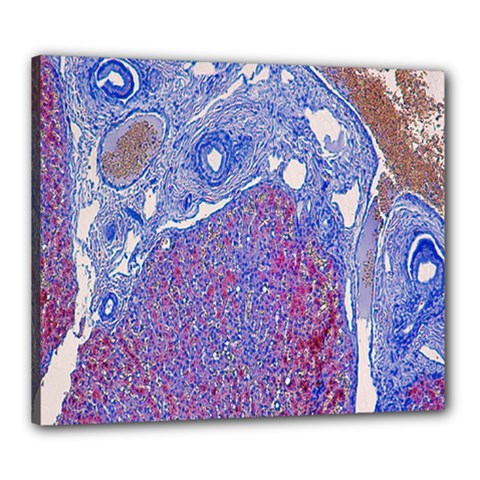 Histology Inc Histo Logistics Incorporated Human Liver Rhodanine Stain Copper Canvas 24  X 20  by Mariart