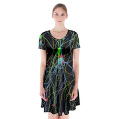 Synaptic Connections Between Pyramida Neurons And Gabaergic Interneurons Were Labeled Biotin During Short Sleeve V-neck Flare Dress by Mariart