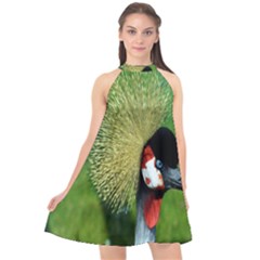 Bird Hairstyle Animals Sexy Beauty Halter Neckline Chiffon Dress  by Mariart