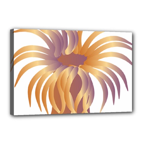 Sea Anemone Canvas 18  X 12  by Mariart