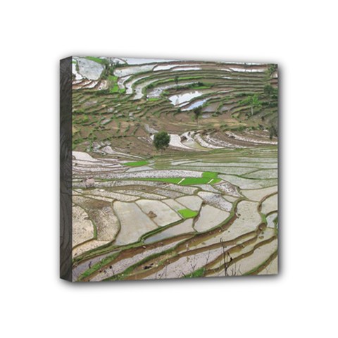 Rice Fields Terraced Terrace Mini Canvas 4  X 4  by Nexatart