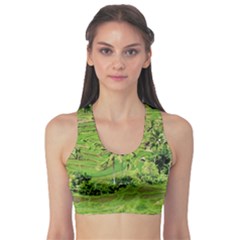 Greenery Paddy Fields Rice Crops Sports Bra by Nexatart