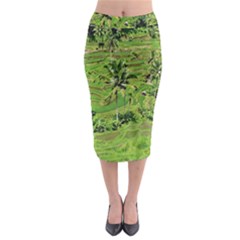 Greenery Paddy Fields Rice Crops Midi Pencil Skirt by Nexatart