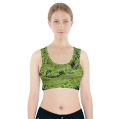 Greenery Paddy Fields Rice Crops Sports Bra With Pocket by Nexatart