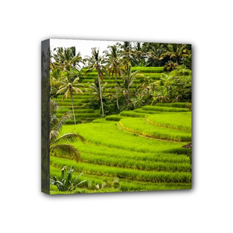 Rice Terrace Terraces Mini Canvas 4  X 4  by Nexatart