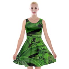 Vivid Tropical Design Velvet Skater Dress by dflcprints