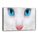 Beautiful White Face Cat Animals Blue Eye Canvas 18  x 12  View1