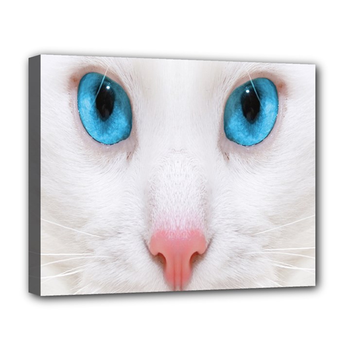 Beautiful White Face Cat Animals Blue Eye Deluxe Canvas 20  x 16  