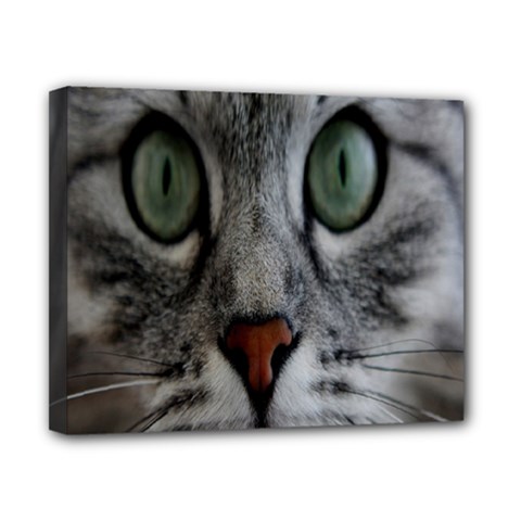 Cat Face Eyes Gray Fluffy Cute Animals Canvas 10  X 8 